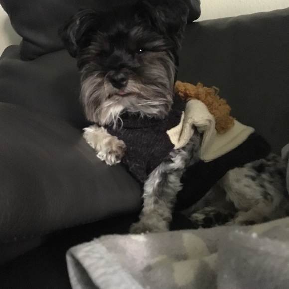 Meet your Posher, Mina , Albert & Baby - Picture 7 of 10